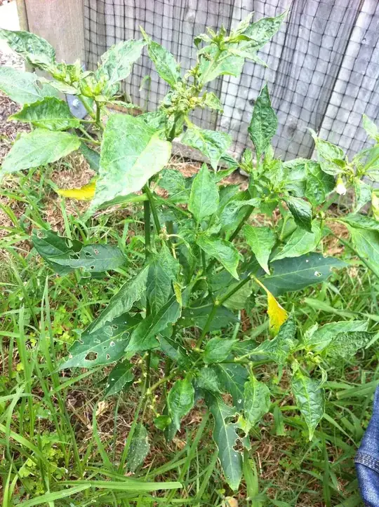 Whole chili bush in case it helps