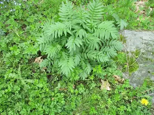 whole plant