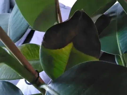 different leaf damage