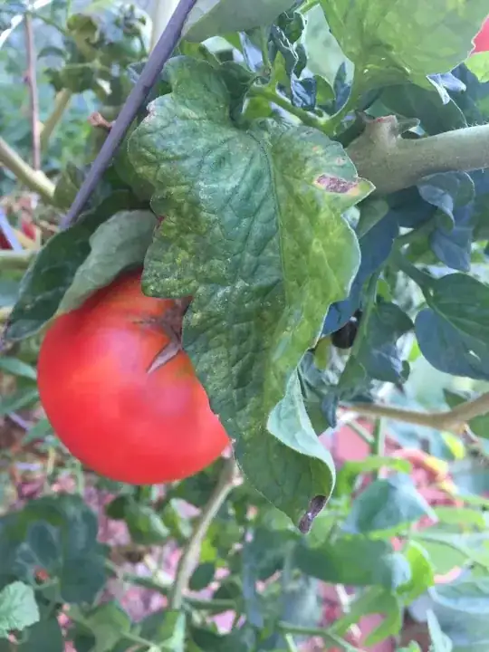 Diseased leaves