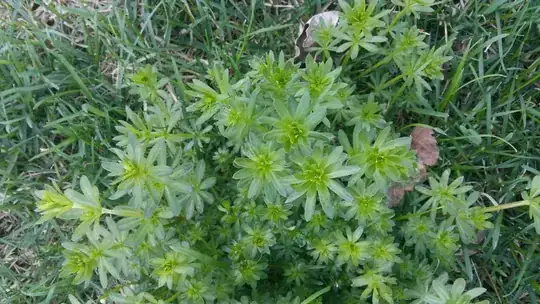 weed in lawn