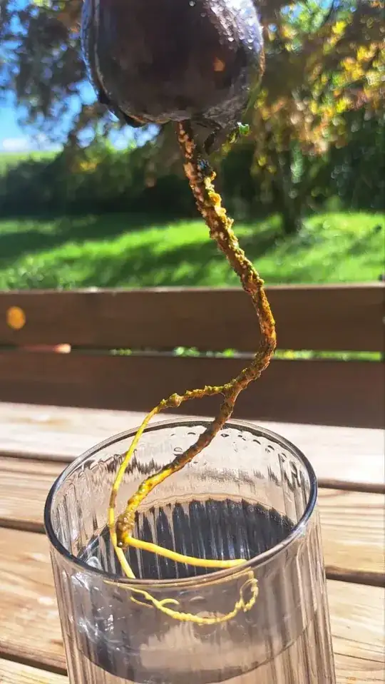 The roots have something white attached to it Possibly calcium from the water?