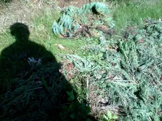 conifer