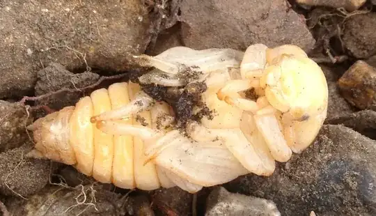 White Grub