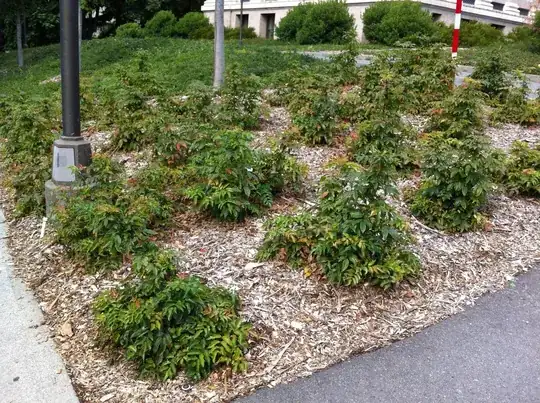 A Seattle planting of Mahonia repens with Actostaphyllos uva-ursi behind