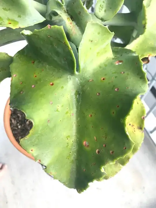 leaf one