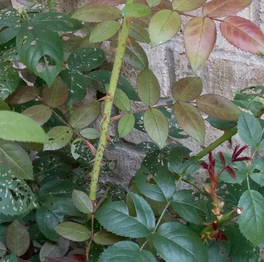 even closer photo of one of these new branches