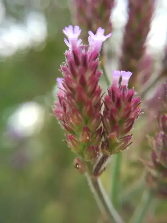 seeds close up