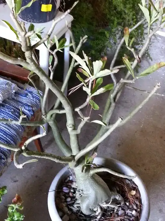 purple flowering succulent
