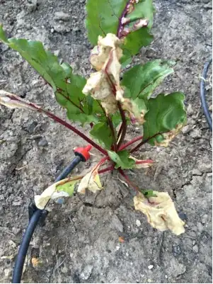 plant #1
