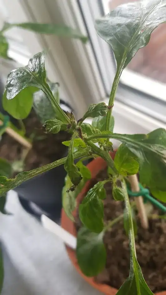 top of the plant