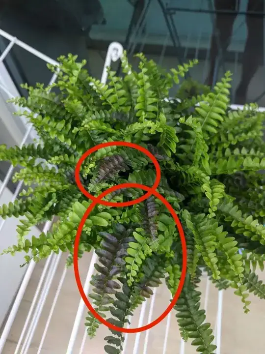 Fern close-up