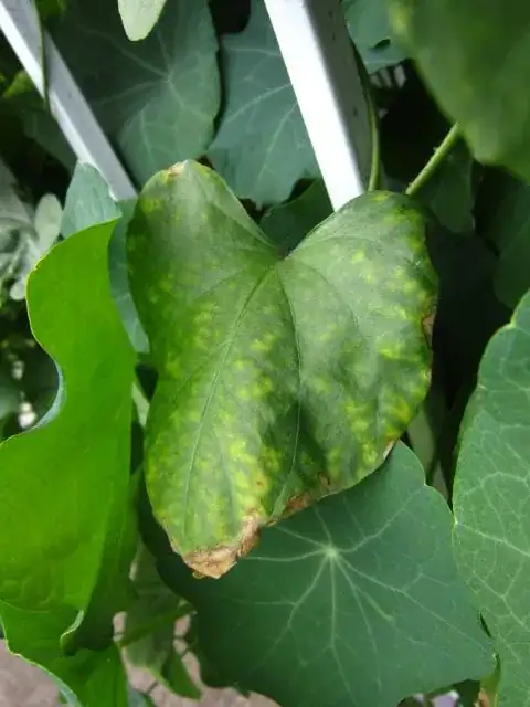 morning glory leaf 6