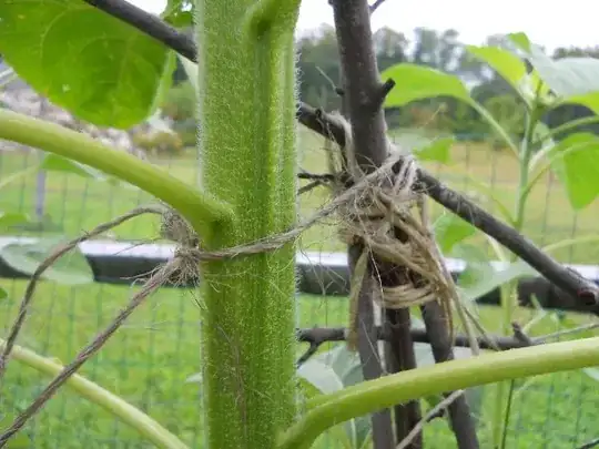 tied-up sunflower