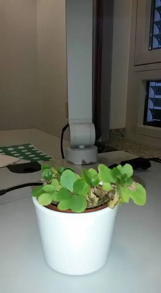 Office plant