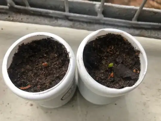 seedlings