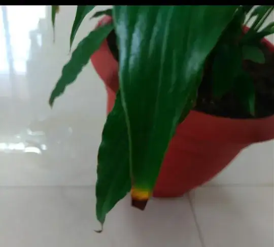 brown tips