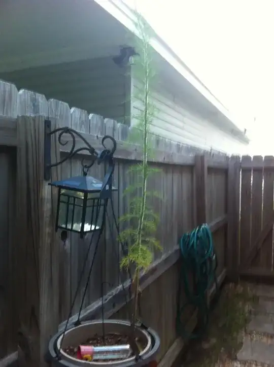 hanging plant
