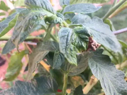 New leaves starting to show signs of disease