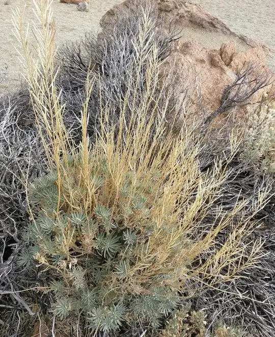 image of the plant described above