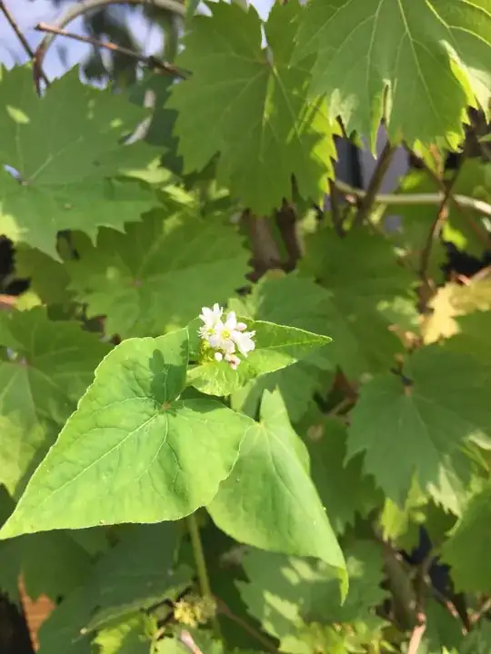 Mystery flower