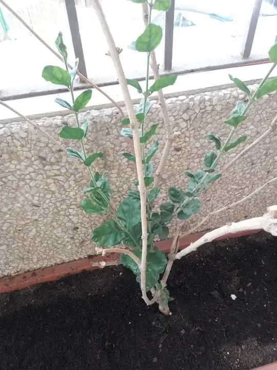 jasmine-after
