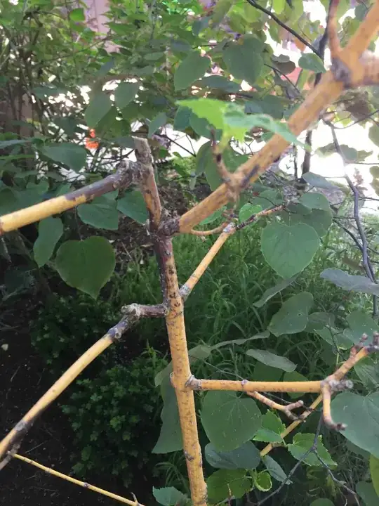 Blackending at various parts of the branch