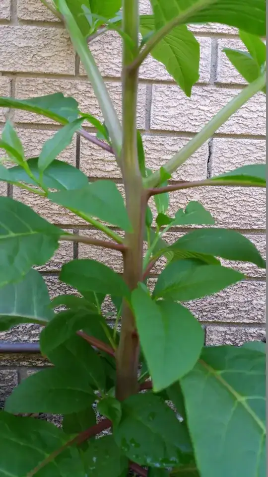 Stem