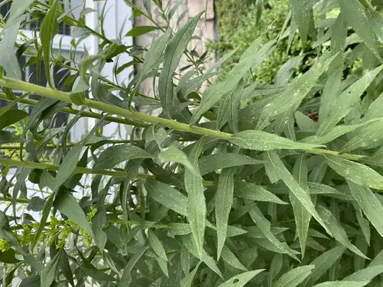 weed