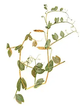 field pea plant