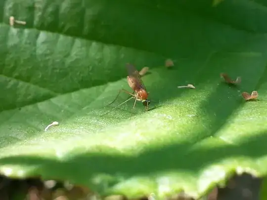 Tan flying insect