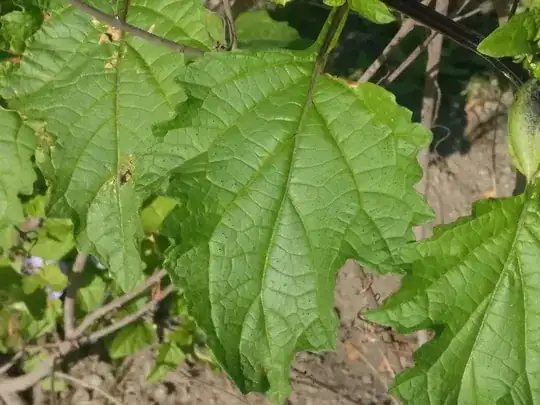 Close up of leaf