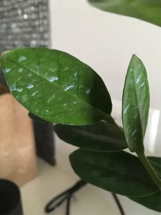 a closer image of the ZZ Plant