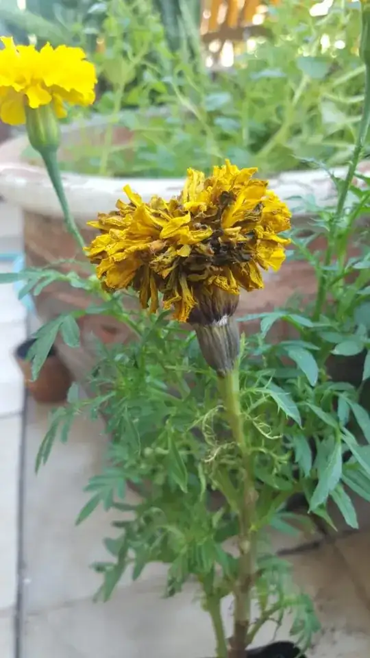 pic of wilted flower