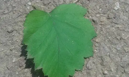 Acer with shrivelled leaves