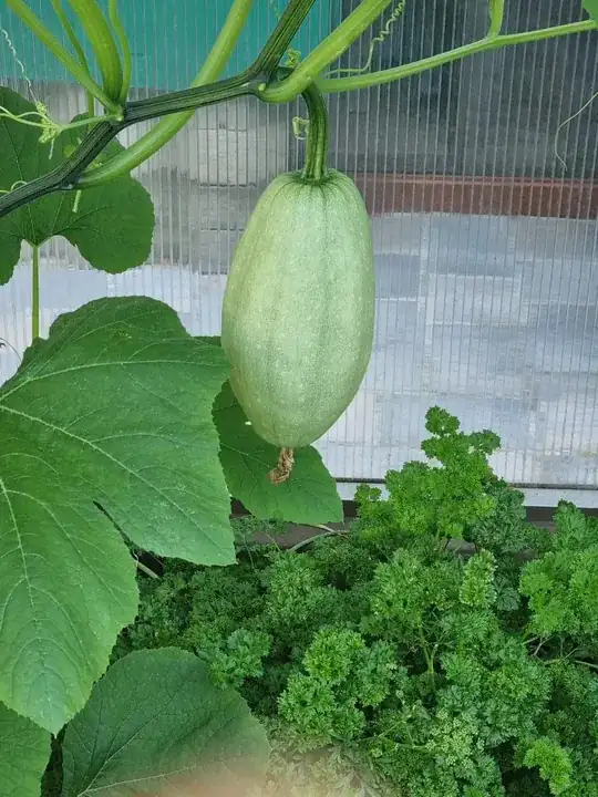 pumpkin fruit