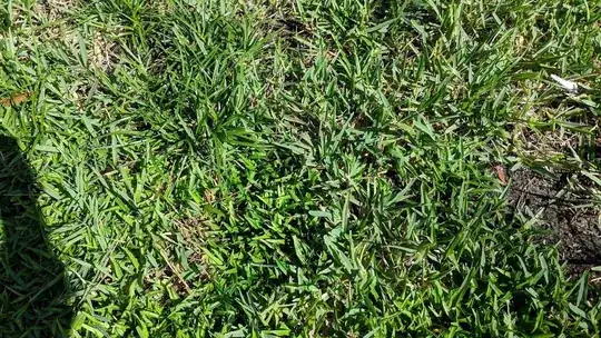 Grass/weed 2