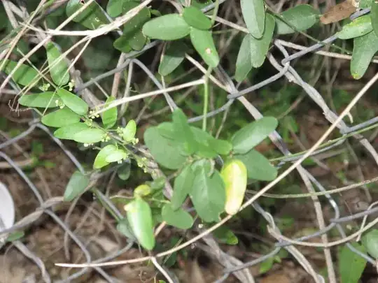 leaves