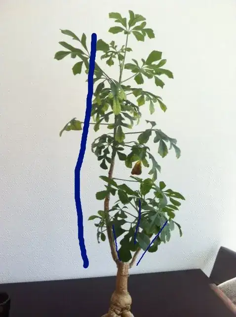 Cussonia Bonsai 