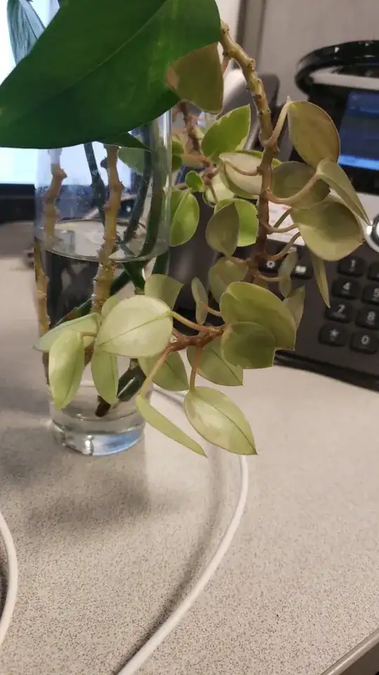 plant image