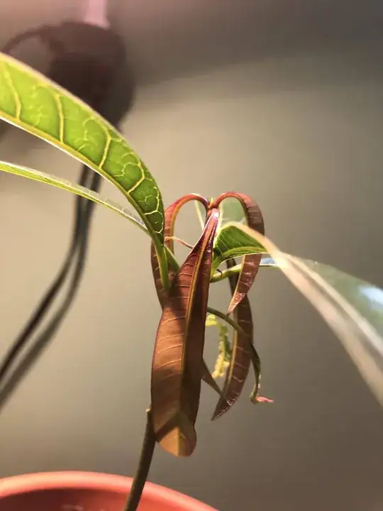 Drooping and brown leaves