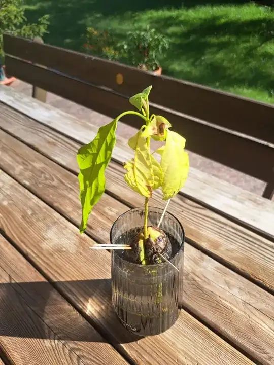 Leaves