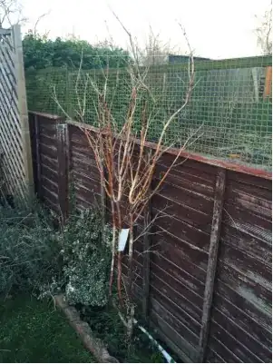 dying Japanese Acer