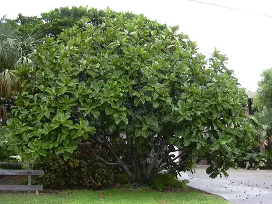 Ficus Lyrata