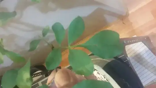 leaf