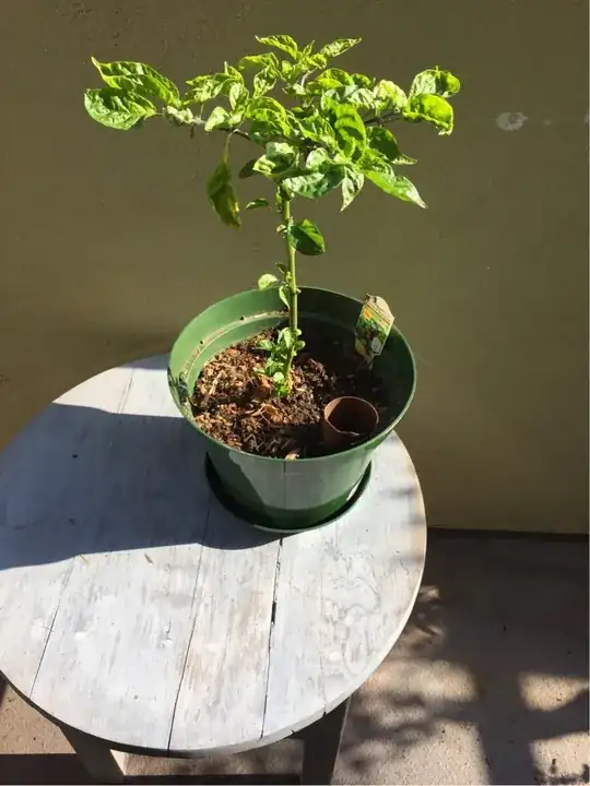 My Scorpion Plant