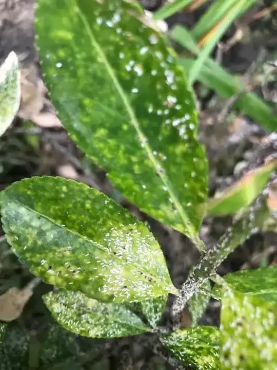insect I'd needed
