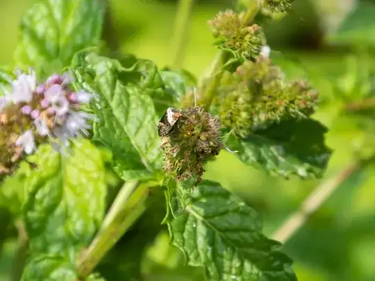 Mystery bug on mint flower