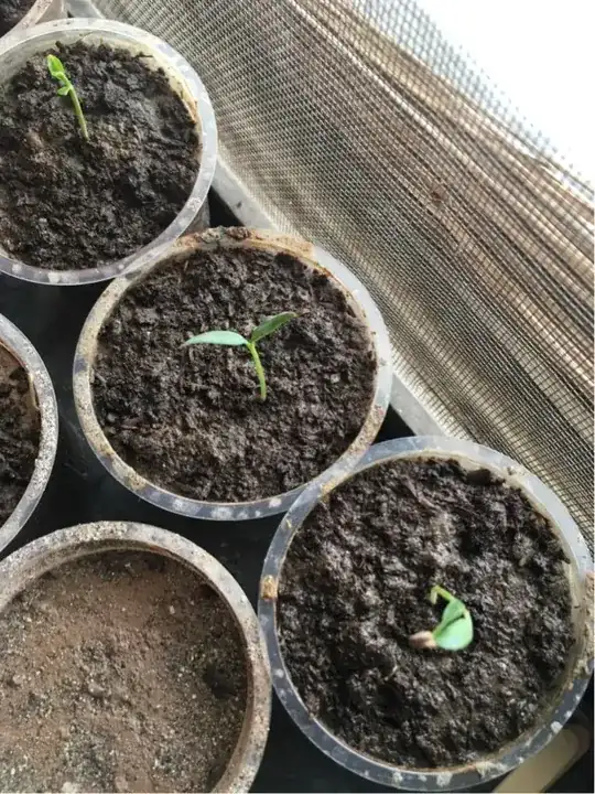 new soil