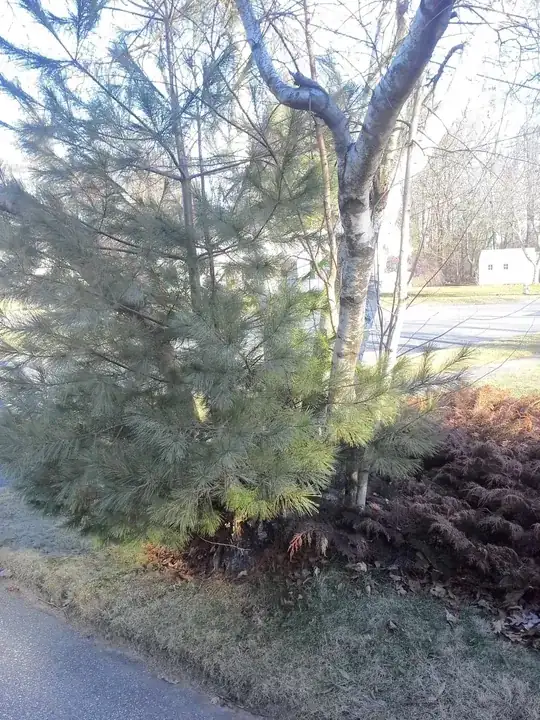 Driveway view